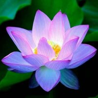 Алина Николаева