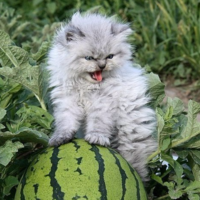 Дмитрий Долганов