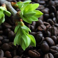 Елена Новикова