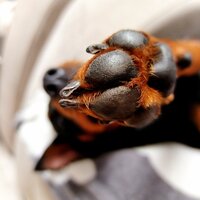 Юлия Толстенко