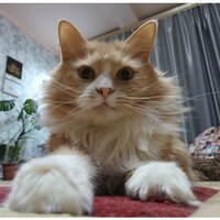 Юлия Бетехтина