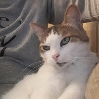 ника волковка