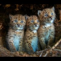 Инкогнито 8596