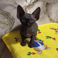 Александр Алешин