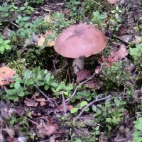 Наталья-Николаевна Мясникова