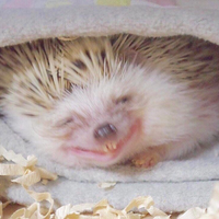 Анастасия А.