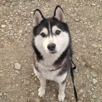 Елена Картонкина