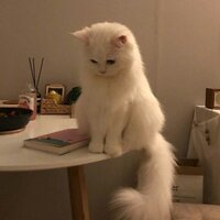 София Белова