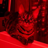 Елена Георгиева