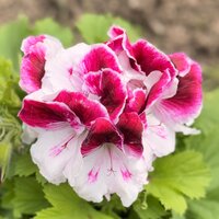 Людмила Мерзлякова