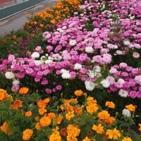 Ирина Иннокентьевна