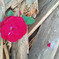 Мамина Ирина