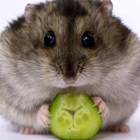 Тимофей Милькис