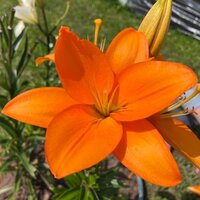 Ирина Седова