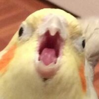 Анна Каштанова