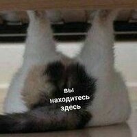 Анастасия Абрамова