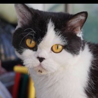 Александр Горбатовский