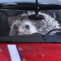 Викарий Тюляка