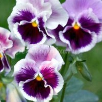 Светлана Лескина