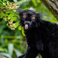 Анна Озерова