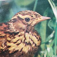 Даша Дёмина