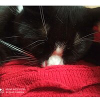 Е.В. Мещерякова