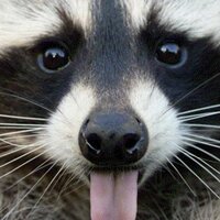 Raccoon