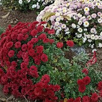 Елена Беганович