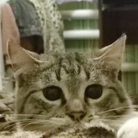 Любовь Пилипенко