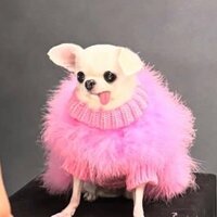 ирина талал