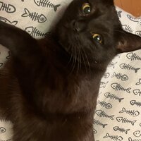 Сергей Кобзарь