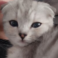 Луиза Девлетмурзаева