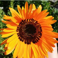 Светлана В.