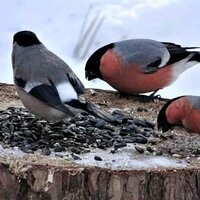 Андрей Евгеньевич