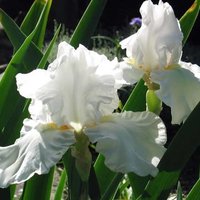 Кристина Ш.