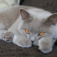 Апреликова Мария