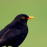 Turdus Merula