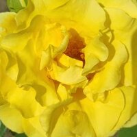 Ольга Ольга