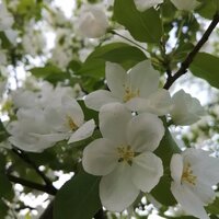 Елена Мансурова