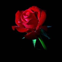 александр х.