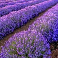 Светлана Шаврина