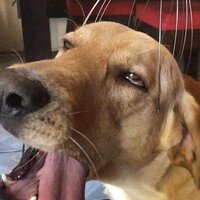 Александра Павлова