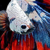 Анастасия Ш.