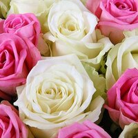 елена неустроева