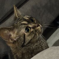 Анна Бела-Белова