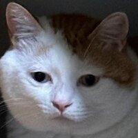 Красная Легенда