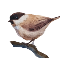 Анна Терещенко