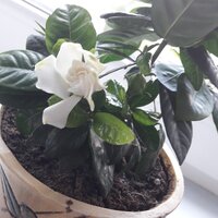 Майя Овчинникова