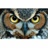 Дамир Фархутдинов