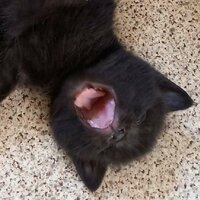 Кучинова Валерия